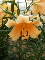 [4142 Eudoxia No202.JPG]